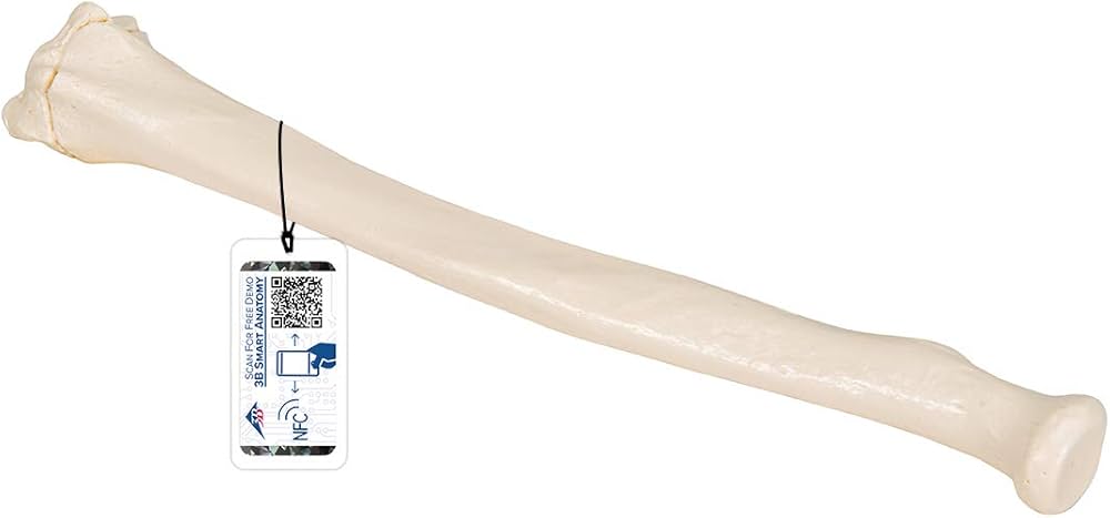 Amazon.co.jp: 実物大の橈骨模型 - 橈骨モデル - 3B Scientific : 産業