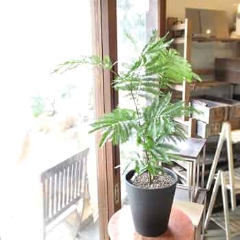 51drE94pigL._AC_UF350,