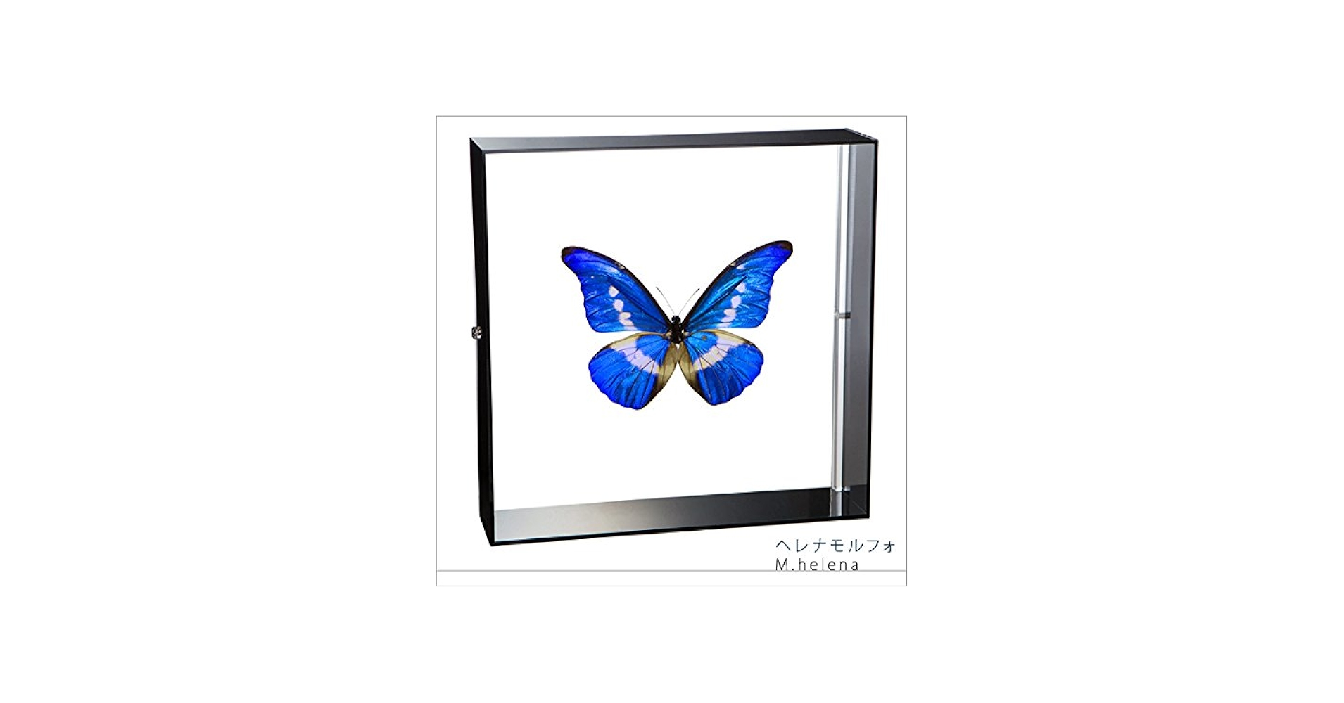 Amazon.co.jp: 蝶の標本 ヘレナモルフォ Morpho helena モルフォチョウ