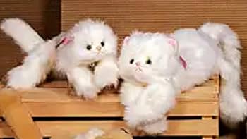 Amazon.co.jp: タグ付 70cm 猫 ねこ ネコ オオイケ ペルシャ猫 ボビー