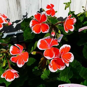 51gILTHg7hL._AC_UF350,