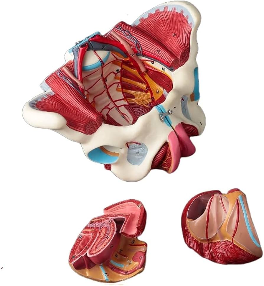 Amazon.co.jp: Ynaioang 女性骨盤モデル骨盤底筋ベルト生殖器血管神経