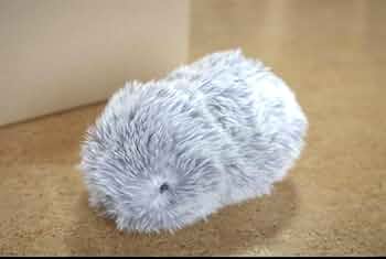 51iuL2-ODbL._AC_UF350,