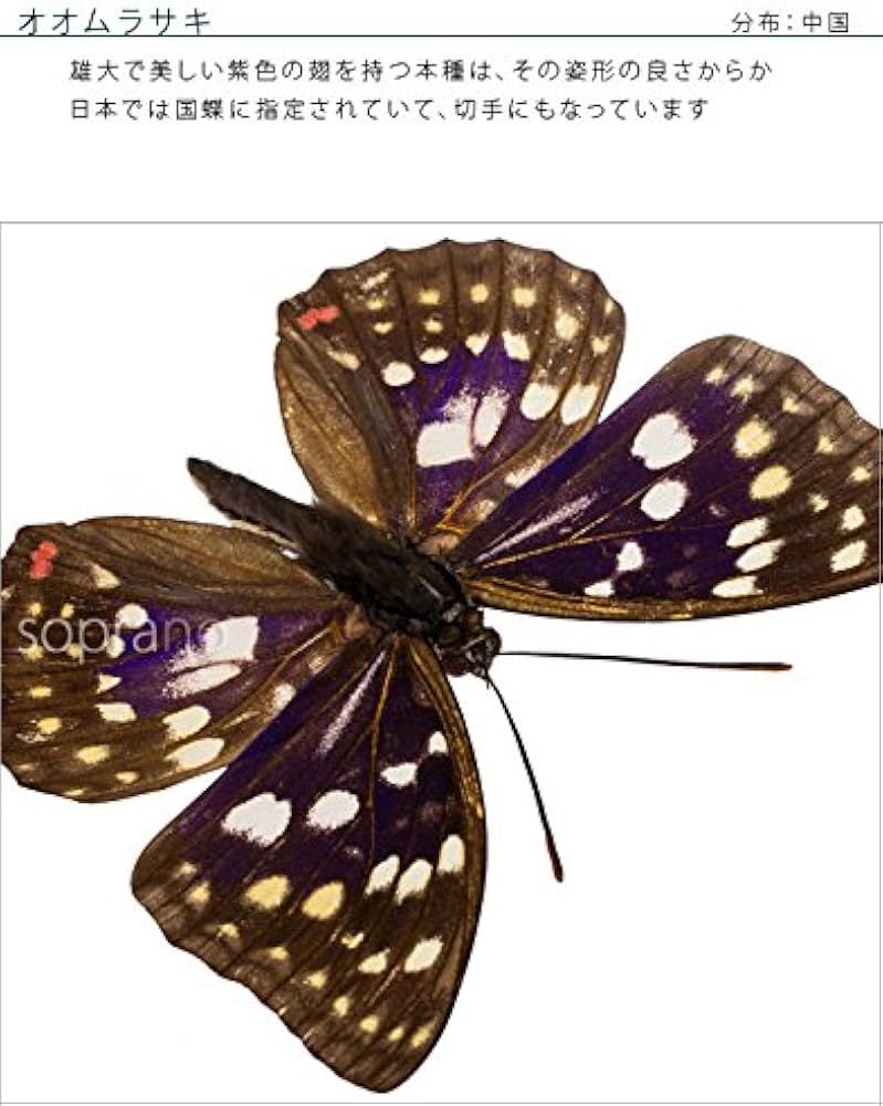 Amazon.co.jp: 蝶の標本 オオムラサキ S.charonda タテハチョウ