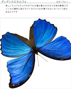 Amazon.co.jp: 蝶の標本 ディディウスモルフォ Morpho didius モルフォ