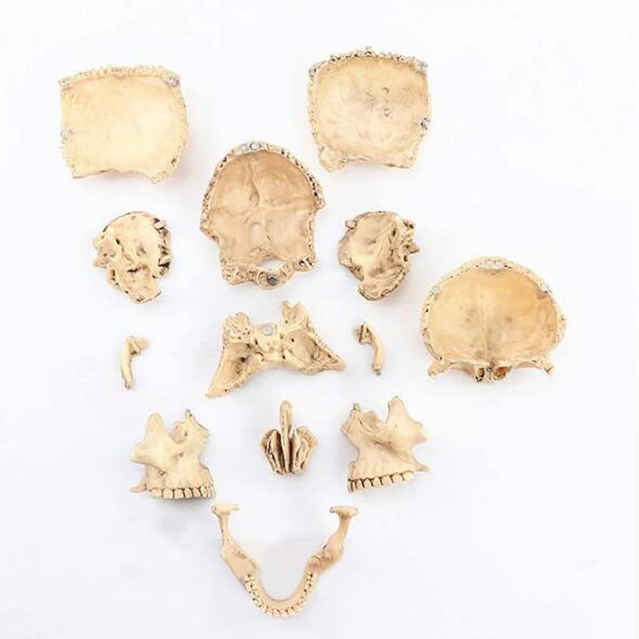 Amazon.co.jp: もちろん人間の頭蓋骨の解剖1/2サイズ、チーム環境保護