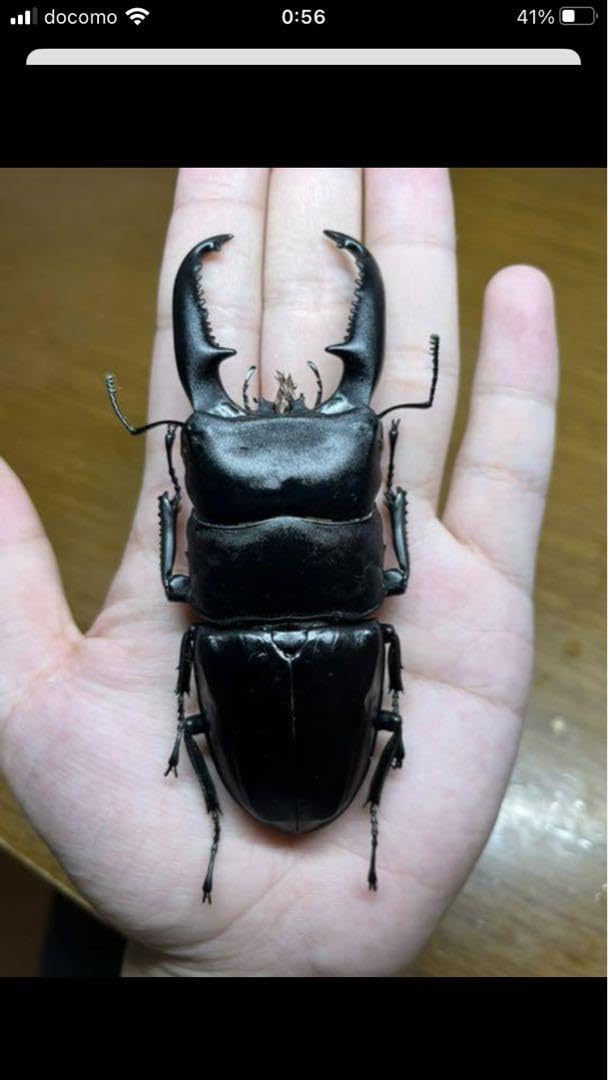 Amazon.co.jp: パラワンオオヒラタクワガタ標本 特大 : おもちゃ