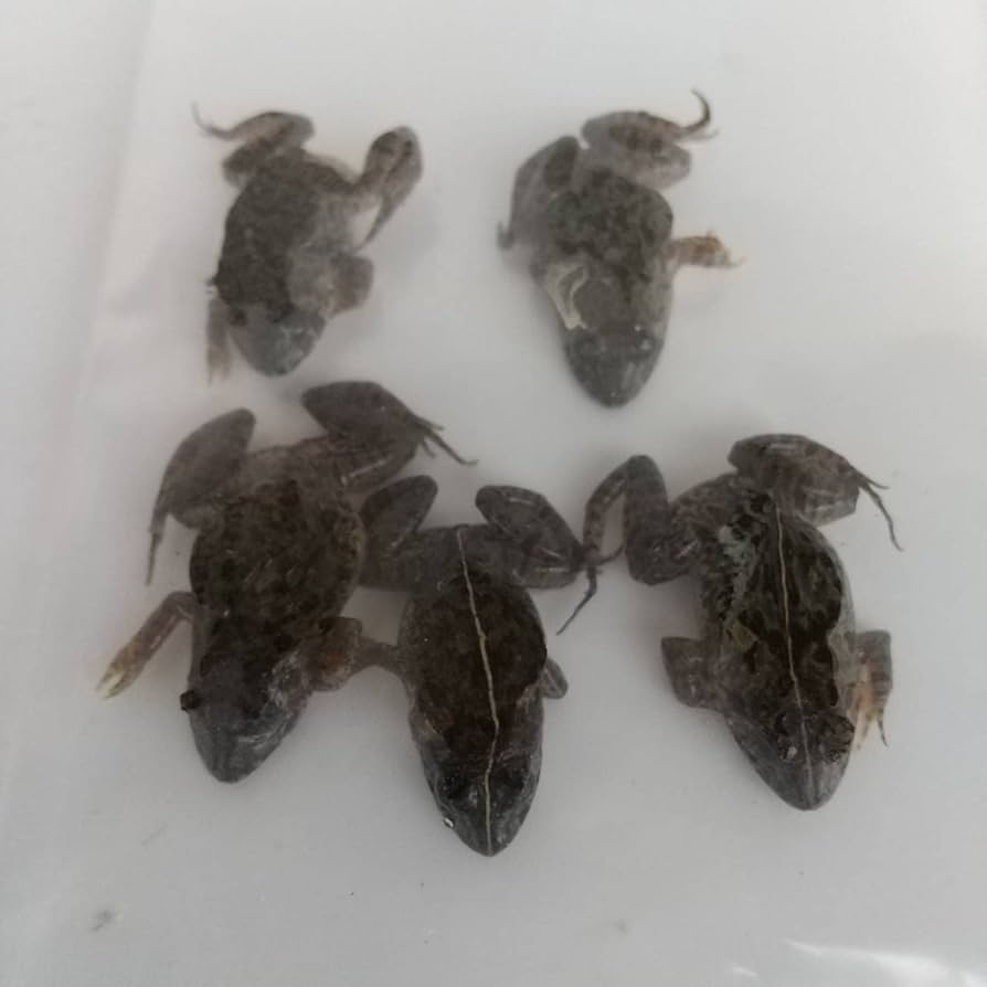 Amazon | 冷凍餌 10匹 餌用カエル ヌマガエル エサ用 急速冷凍 ヘビの