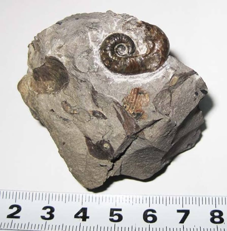 Amazon.co.jp: 日本の化石 北海道小平町の異常巻きアンモナイト