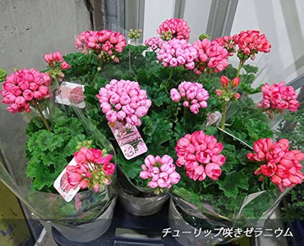 Amazon.co.jp: ゼラニウム（チューリップ咲き）：コニー5号鉢植え