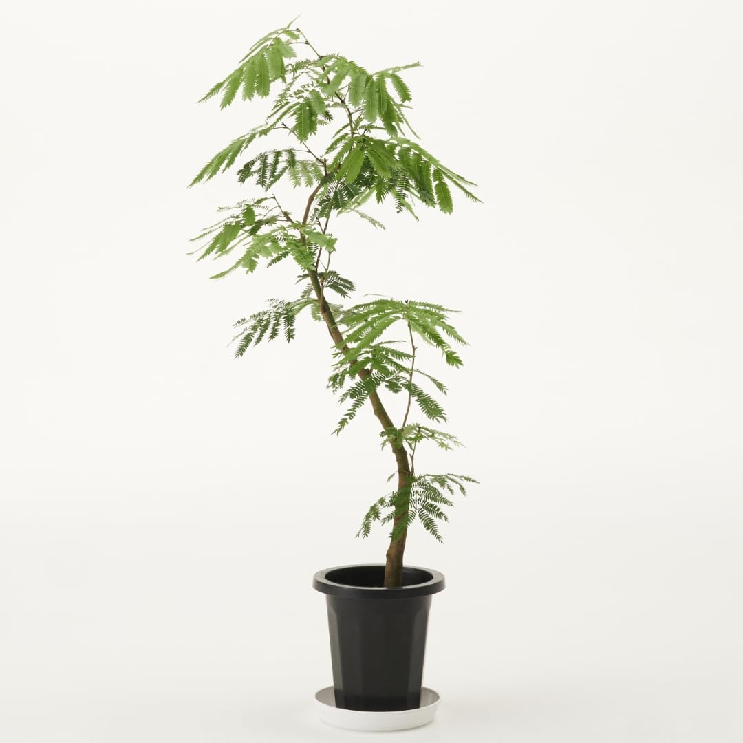 Amazon｜観葉植物 エバーフレッシュ 大型 7号 8号 10号 インテリア