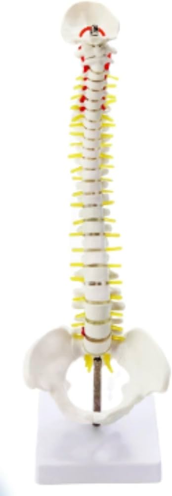Amazon.co.jp: WOLKKAM実物大 脊髄骨盤模型 背骨 脊柱模型 脊柱可動型
