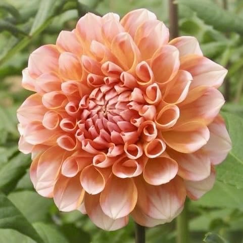 Amazon.co.jp: ダリア 球根 4品種 お楽しみセット ポートライト 祝杯