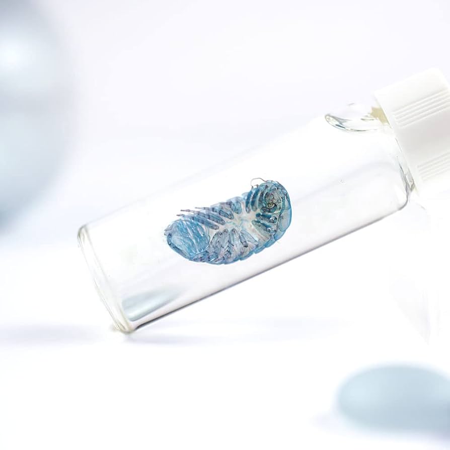 Amazon.co.jp: 透明標本、西太平洋の生物、グソクムシ : おもちゃ