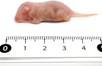 Amazon | 冷凍マウス ピンクマウス M 20匹 国産 SAfarm | SAfarm