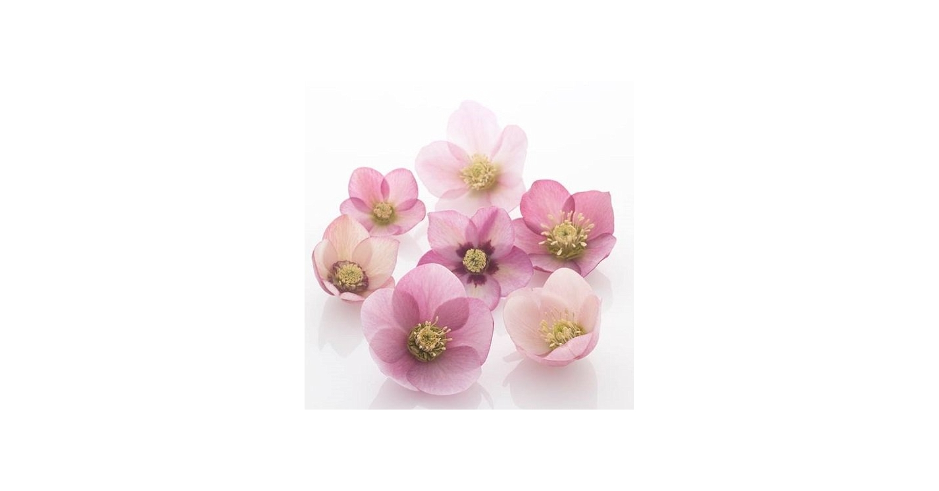 Amazon | クリスマスローズ 一重咲きピンク系シングル 9cmポット苗 | 花