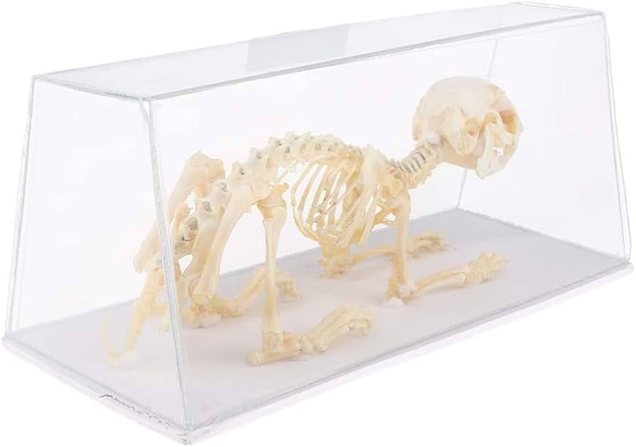 Amazon | 動物骨格モデル ウサギの骨標本 子供 科学自然 おもちゃ