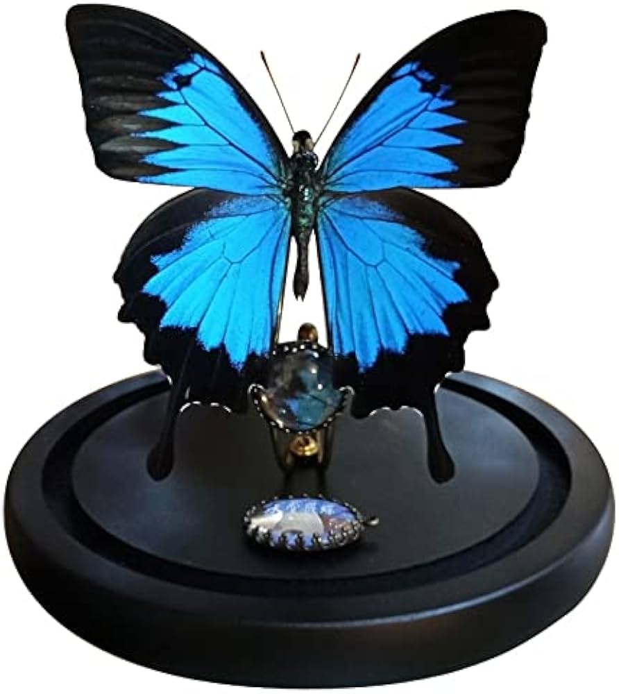 Amazon.co.jp: オオルリアゲハ チョウの標本 約14 cm : おもちゃ