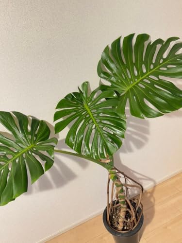 観葉植物 モンステラ 幹上がり」の人気商品一覧 | 安い商品を通販