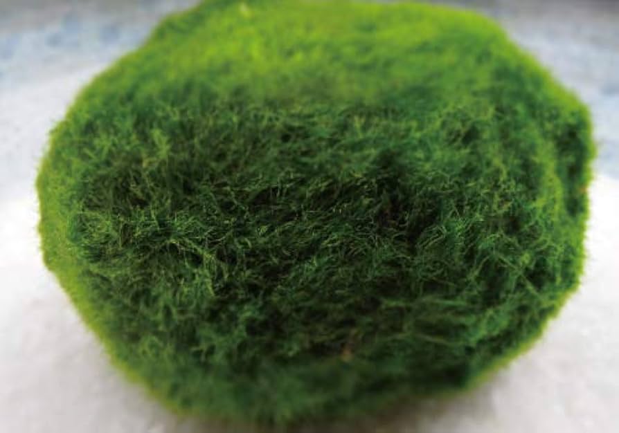 Amazon | 【西洋マリモ】 天然まりも3cm | AQUA Sub | 生体水草 通販