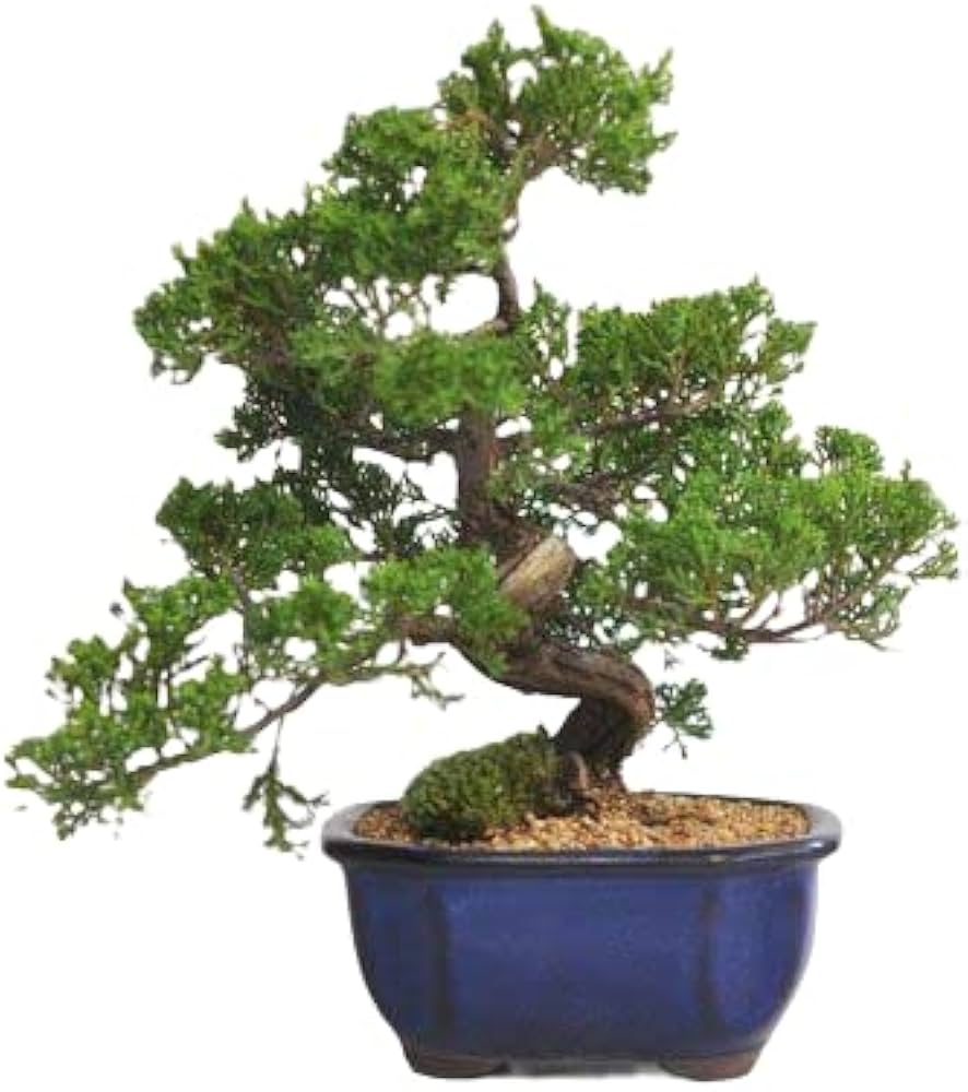 41CyW6qfIKL._AC_UF1000,