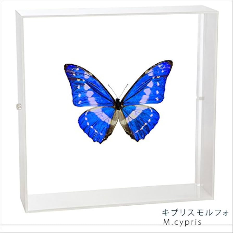 Amazon.co.jp: 蝶の標本 キプリスモルフォ Morpho cypris モルフォ