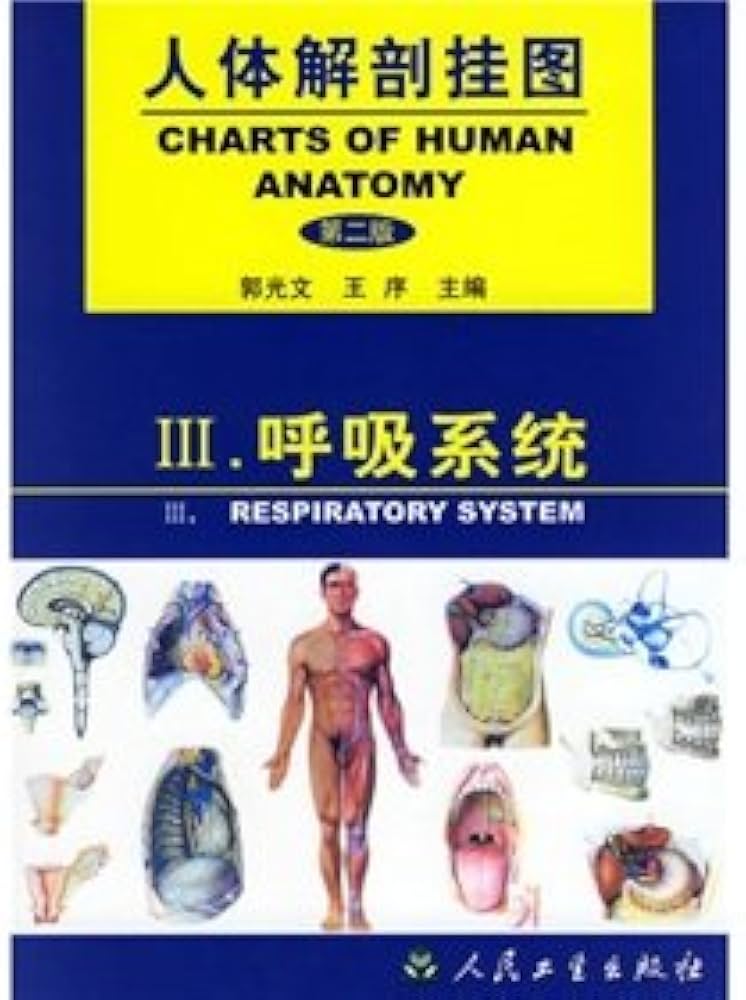 人体解剖挂图:呼吸系统: Amazon.sg: Books