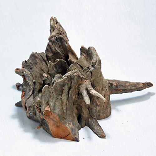 爬虫類と一緒に入れる流木】おすすめ5選！殺菌・アク抜き方法も解説