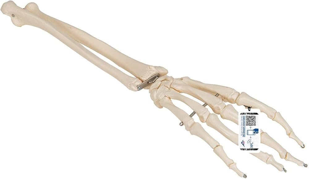 Amazon.co.jp: 前腕（橈骨・尺骨）付きの手の骨格模型 - 手の骨モデル