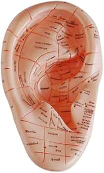 Amazon | LAMELLIS 英語版 耳鍼 イヤーピン モデルモデル 耳介