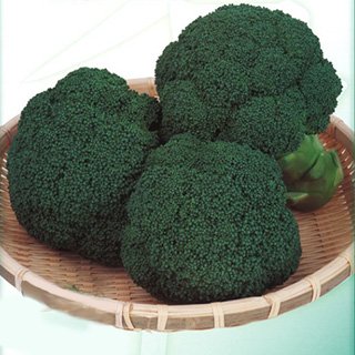 Amazon.co.jp: ブロッコリー 種 【 おはよう 】 ペレット5000粒 : DIY