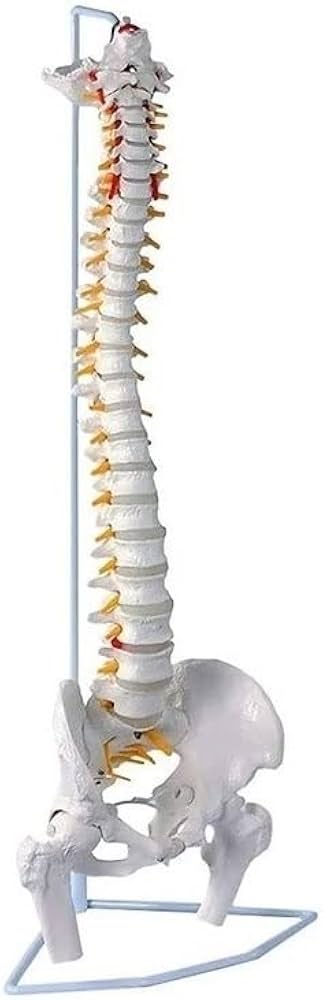 Amazon.co.jp: 人体模型 骨 等身大 脊椎 模型 実物大 90センチ 脊髄