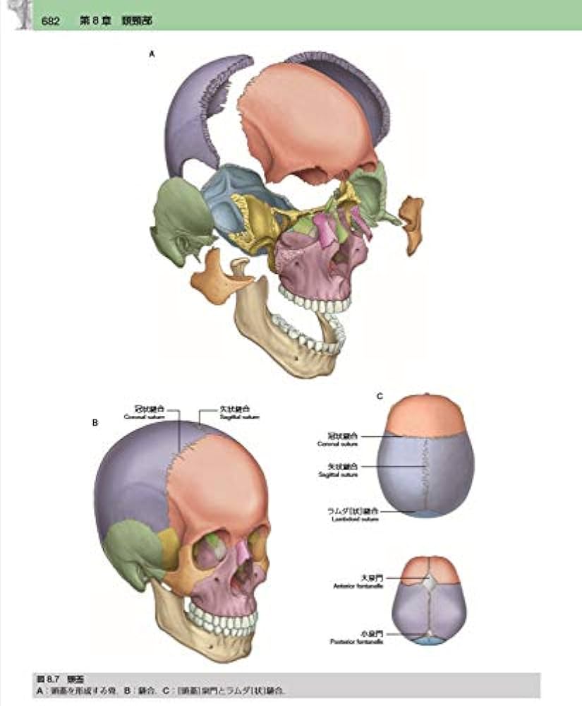 Amazon.co.jp: グレイ解剖学 原著第4版 電子書籍付(日本語・英語