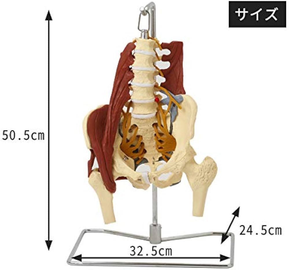 皮膚模型 骨格模型 人体模型 3B Scientific エステ 美容 皮膚模型 骨格
