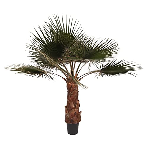 ワシントンヤシ」の人気商品一覧 | 安い商品を通販サイトから探す