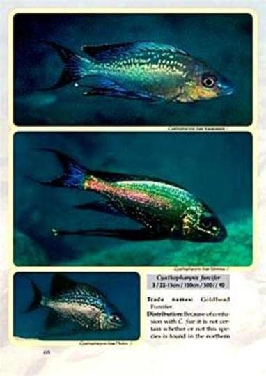 Amazon.co.jp: タンガニイカ シクリッド ガイド 自然図鑑 2 洋書 Guide