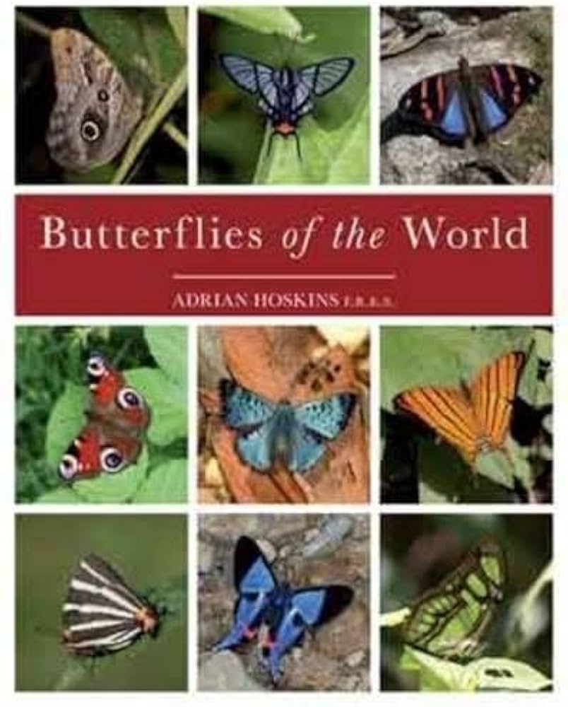 Butterflies of the World: Hoskins, Adrian: 9781921517334: Amazon
