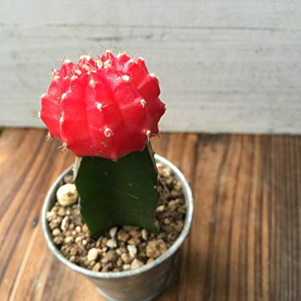 Amazon.co.jp: 緋牡丹 赤 サボテン : DIY・工具・ガーデン