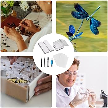 Amazon | 蝶標本ツール - 昆虫検体キット、14.5x14.5x7.5cm 昆虫標本の