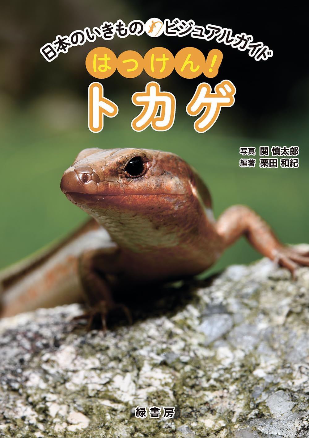 日本のいきものビジュアルガイド はっけん！ トカゲ | 関 慎太郎, 栗田
