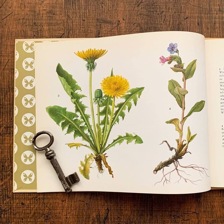 Amazon.co.jp: ドイツの古い植物図鑑(HEILPFLANZEN)/アンティーク