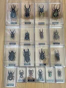 Amazon.co.jp: ディアゴスティーニ 世界の昆虫 フィギュア 29種類 N