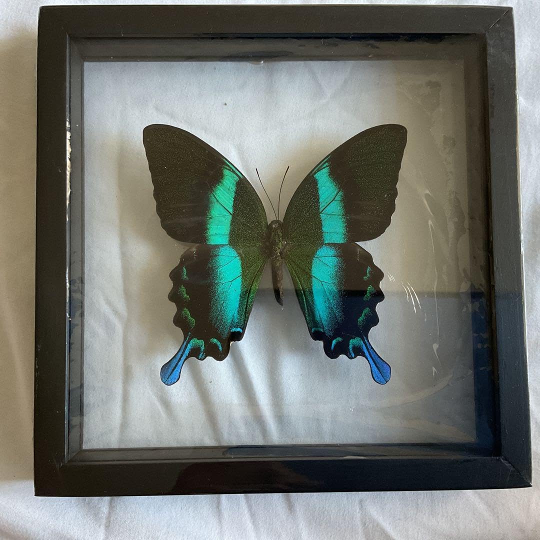 雀蜂の巣 スズメバチ ガラスケース ハチの巣 オルゴール付きの木箱 雀