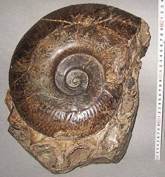 Amazon | 日本の化石 北海道夕張市大夕張のアンモナイトプゾシア 約