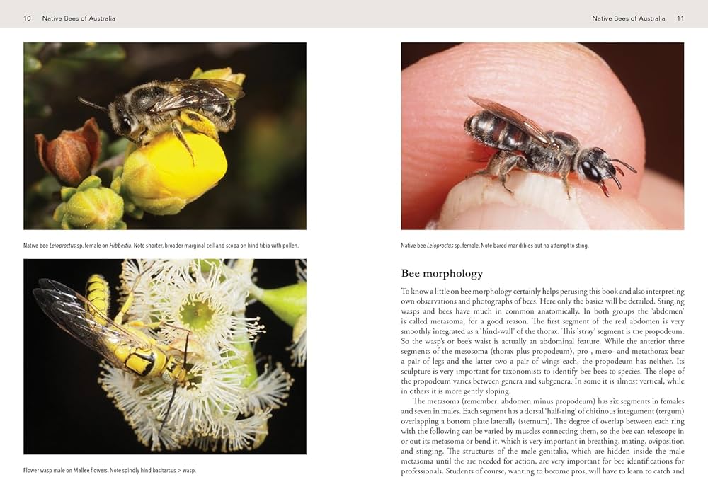 Native Bees of Australia: A comprehensive guide: Jacobi, Bernhard
