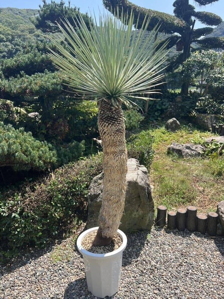 和*ん様 ユッカ ロストラータ Hybrid No.1 す*お様 ユッカ