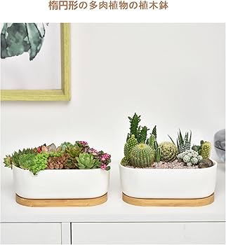 Amazon.co.jp: 2個多肉植物鉢 楕円形サボテン鉢 多肉植物鉢 植木鉢