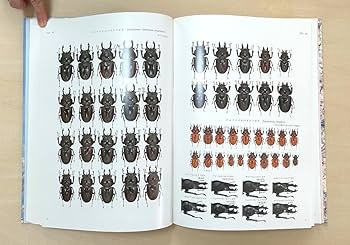 Amazon.co.jp: 日本産クワガタムシ大図鑑 The Lucanid Beetles of Ja
