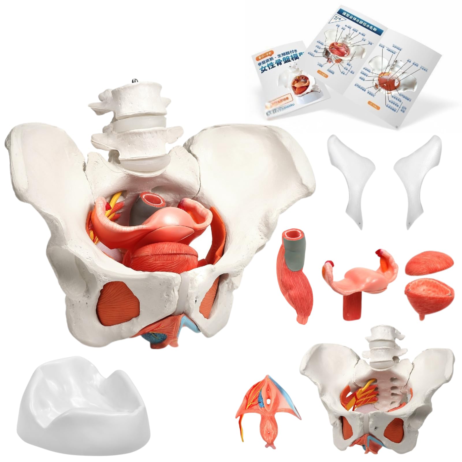 Amazon.co.jp: KIYOMARU 骨盤底筋付き女性骨盤模型 人体模型 8パーツ