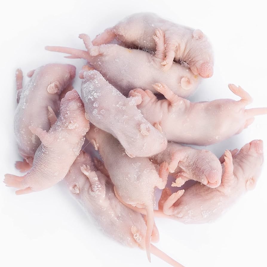 Amazon | GokiBank 冷凍マウス 10匹 (ピンクマウス S) | GokiBank